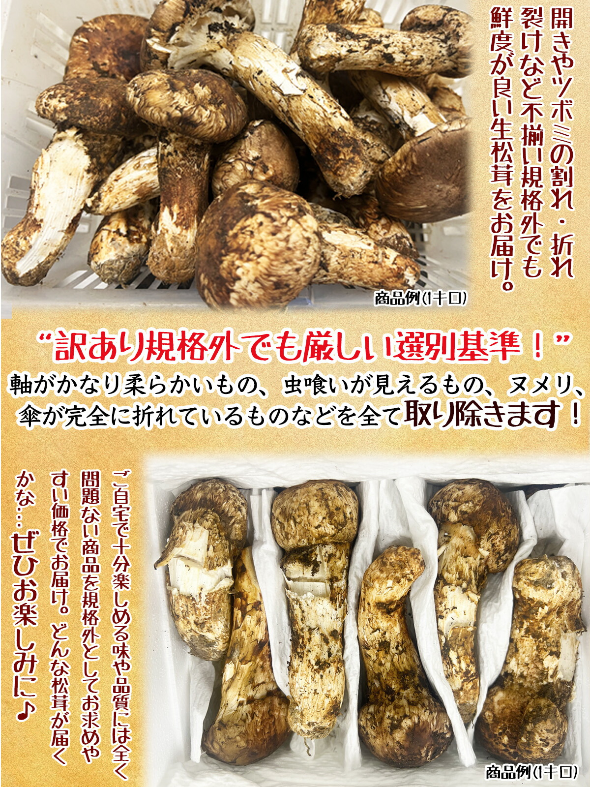 楽天市場】生松茸 訳あり＜開き方・大きさおまかせ＞ 天然まつたけ