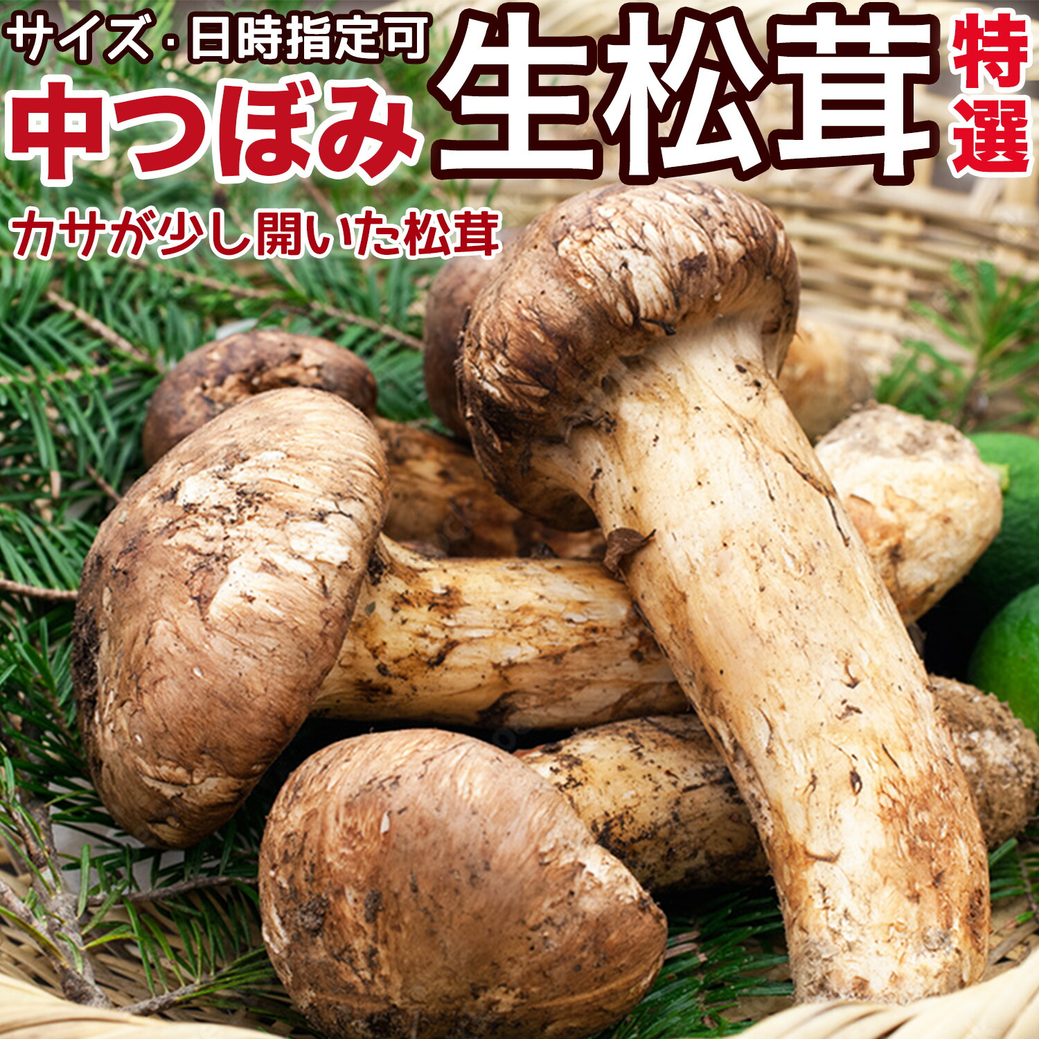楽天市場】生松茸 ＜中つぼみ/半開き＞ 天然まつたけ・中ツボミタイプ