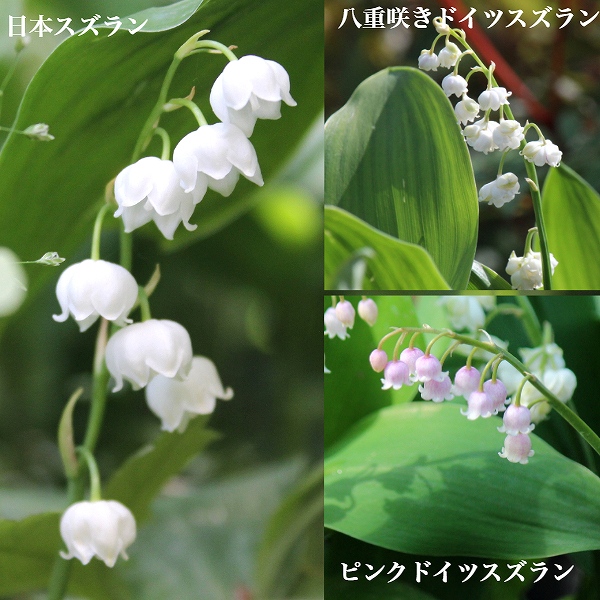 楽天市場】【品種選択可能】スズラン 9〜10.5cmポット苗 数量割引あり