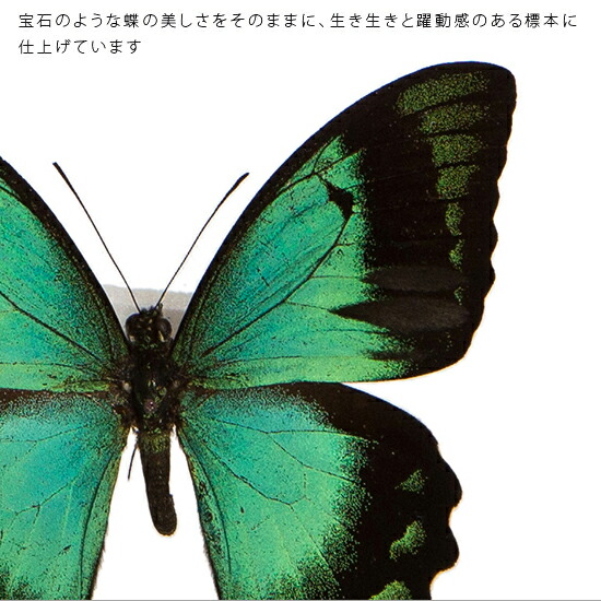 楽天市場】昆虫標本 蝶の標本 ヘリボシアオネアゲハ メタリック調