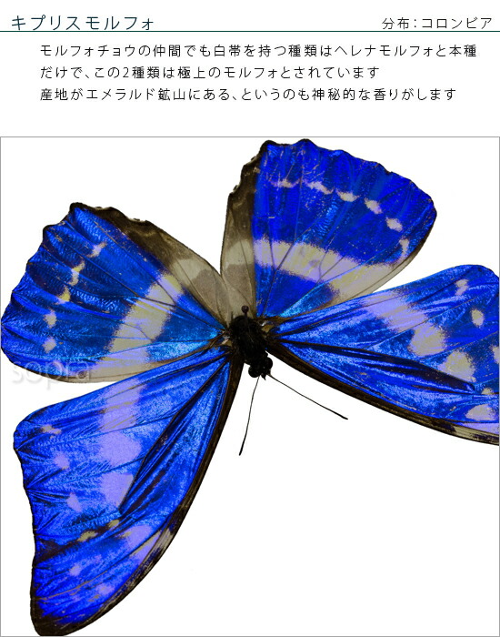 楽天市場】昆虫標本 蝶の標本 キプリスモルフォ アクリルフレーム 20cm