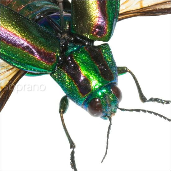 楽天市場】昆虫標本 タマムシ展翅 メタリック調ライトフレーム 15×12cm