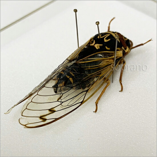 楽天市場】昆虫標本 コエゾゼミ メタリック調ライトフレーム 15×12cm