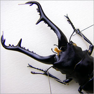 楽天市場】昆虫標本 ギラファノコギリクワガタ 桐箱20.5×15.5cm : ソプラノ