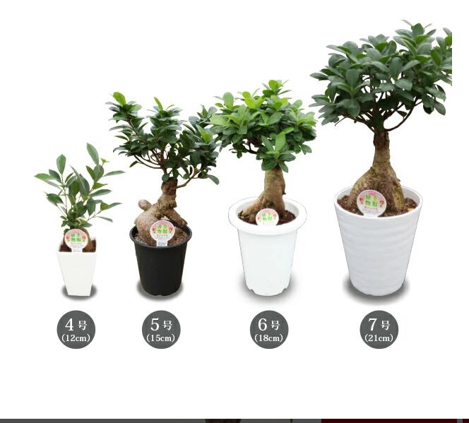 楽天市場】ガジュマル 4号・5号・6号・7号 観葉植物 幸福の木 多幸の木