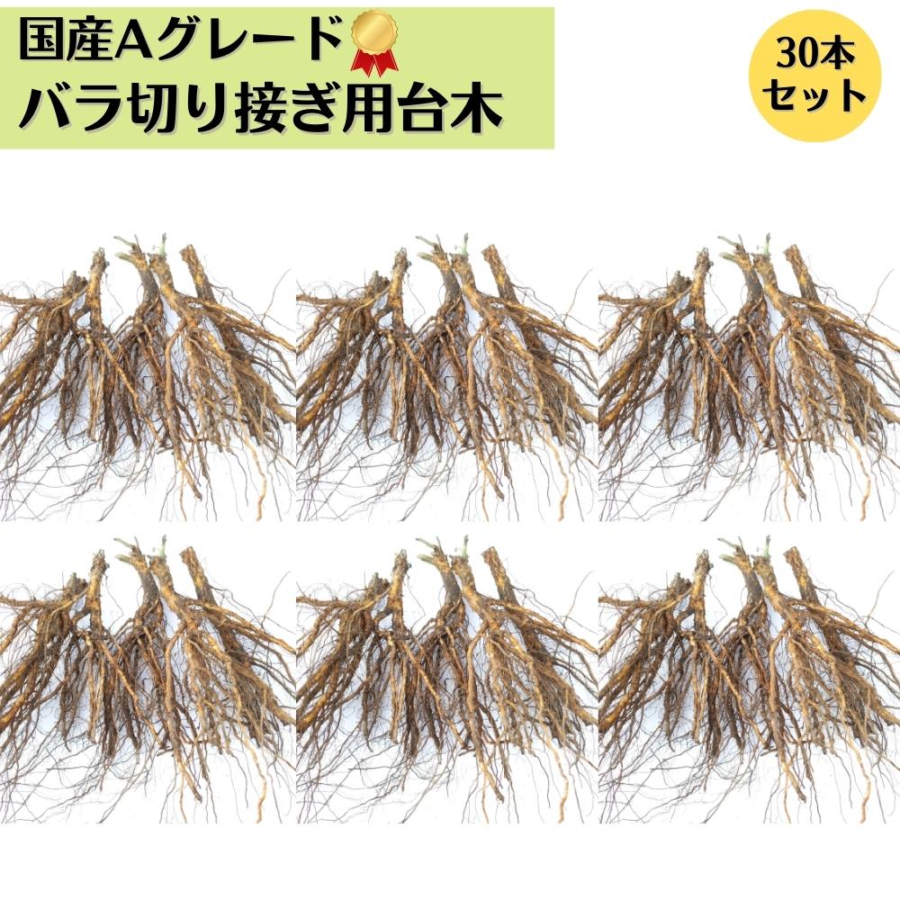 楽天市場】《国産Aグレード品 バラ切り接ぎ用台木》 【5本】【10本