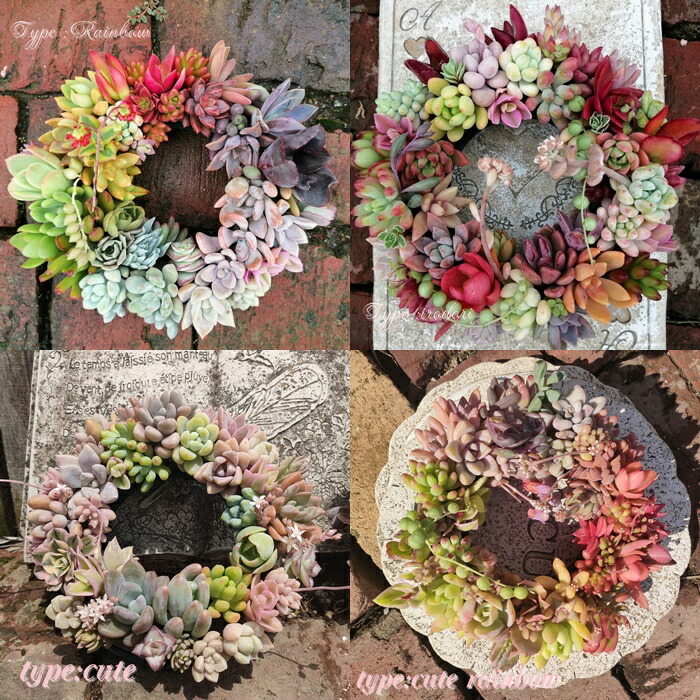 楽天市場】多肉植物 リース 寄せ植え 贈り物 ギフト BOX プレゼント