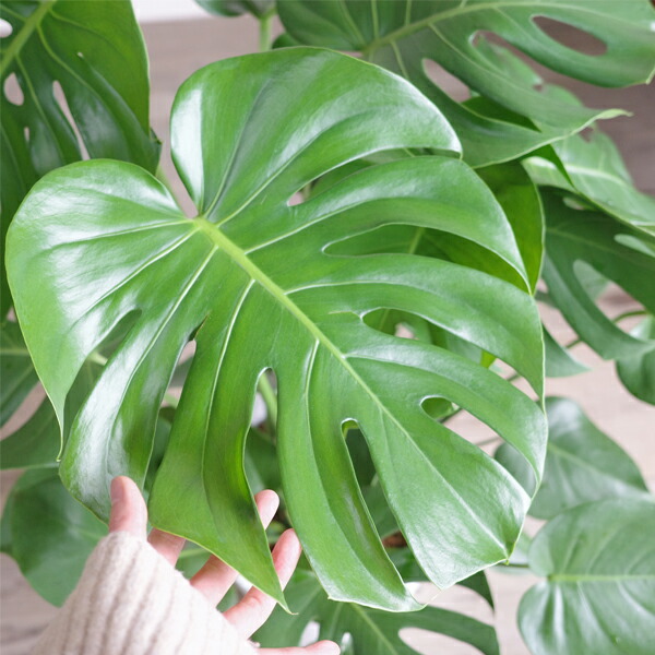 楽天市場】モンステラ 8号 ホワイト セラアート鉢 送料無料 観葉植物