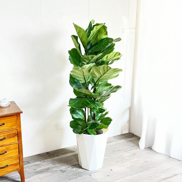 Jonald ⚠追加有り❗️】フィカスカシワバゴムノキ10号鉢② Jonald 様