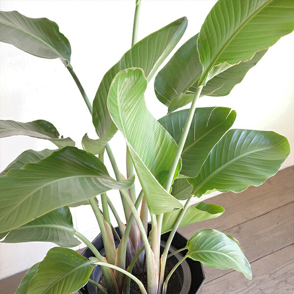 楽天市場】観葉植物 大型 オーガスタ ストレリチア 大鉢 10号 法人様