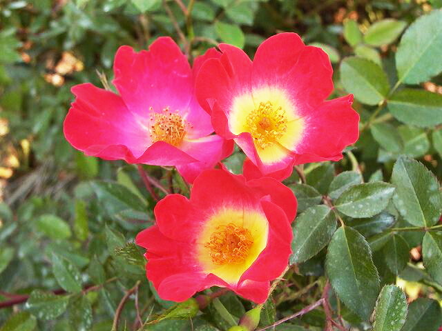 ドイリー1319❤️華麗なツル薔薇のドイリー✨大判60×32cm バラ トイ