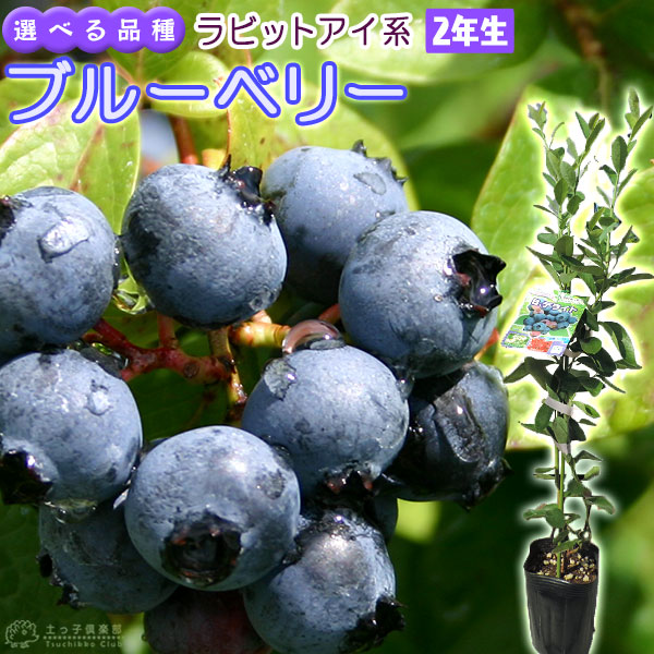 楽天市場】ブルーベリー 『 ラビットアイ系 』 （ 2年生 ） 3.5号