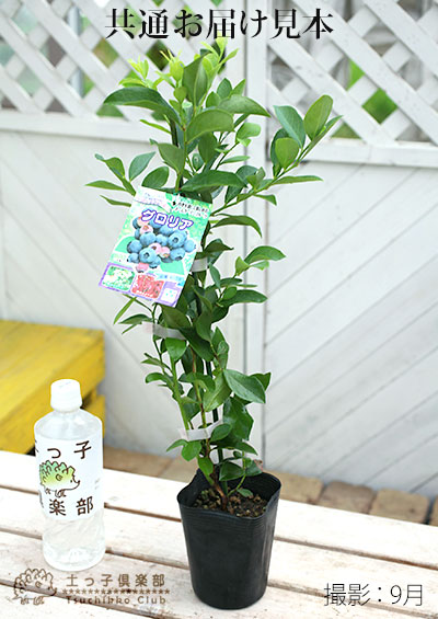 ブルーベリー苗 3.5号ポット50本セット① greenglass_s-blueberry2