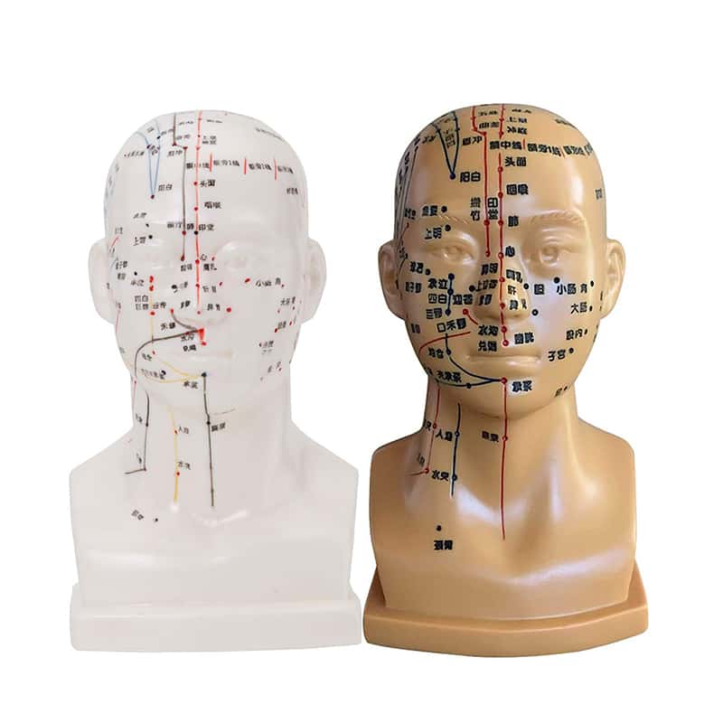 楽天市場】頭部鍼灸模型 20cm (中国語) 鍼灸経穴模型 人体模型 人体