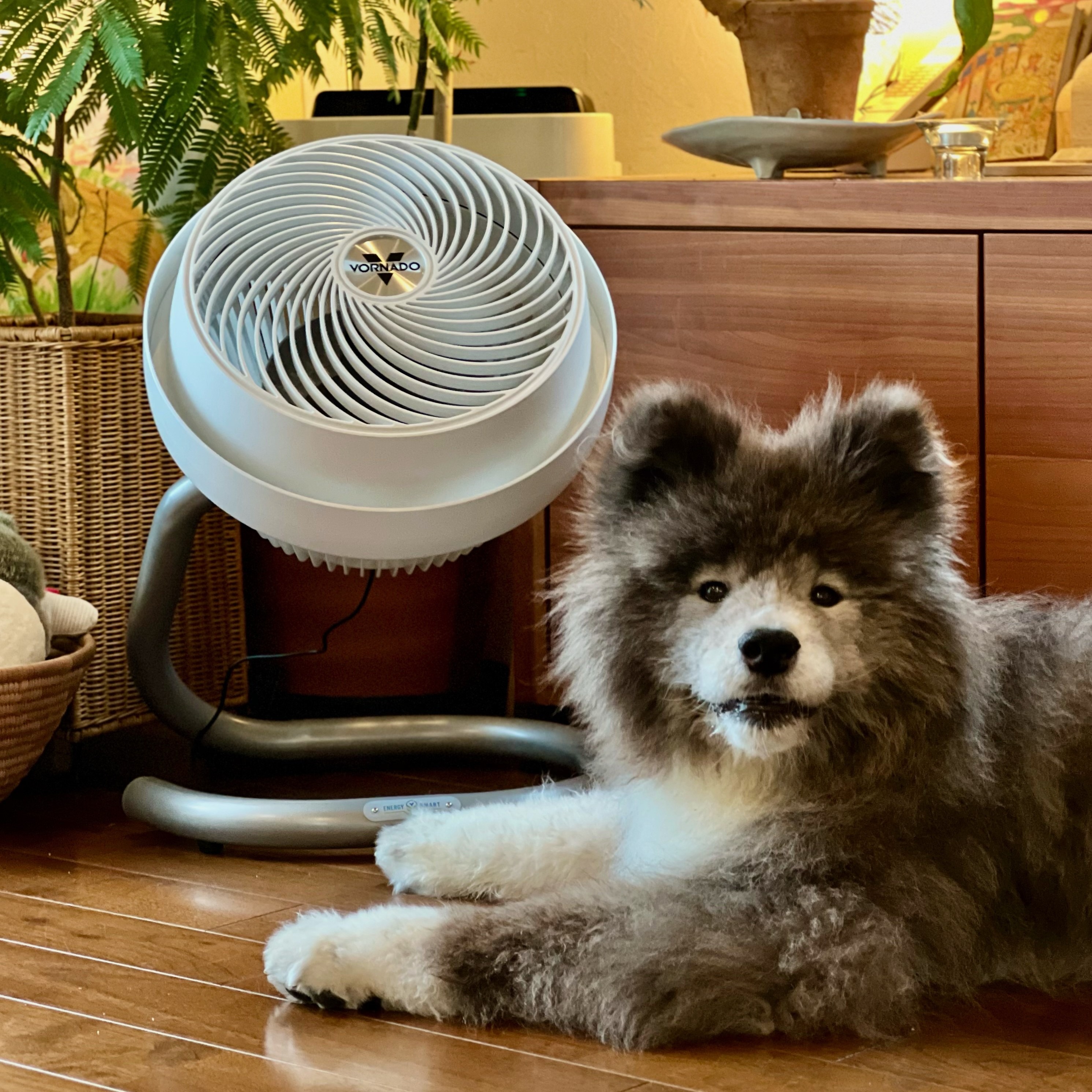 楽天市場】【公式】 ボルネード サーキュレーター 扇風機 45畳 DC