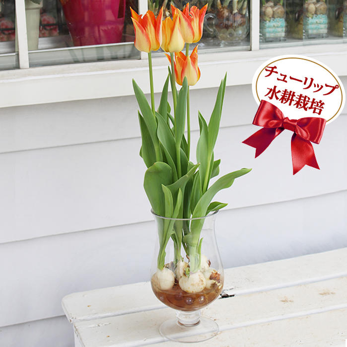 楽天市場】チューリップ 水耕栽培キット グラスで楽しむ 3種から選べる