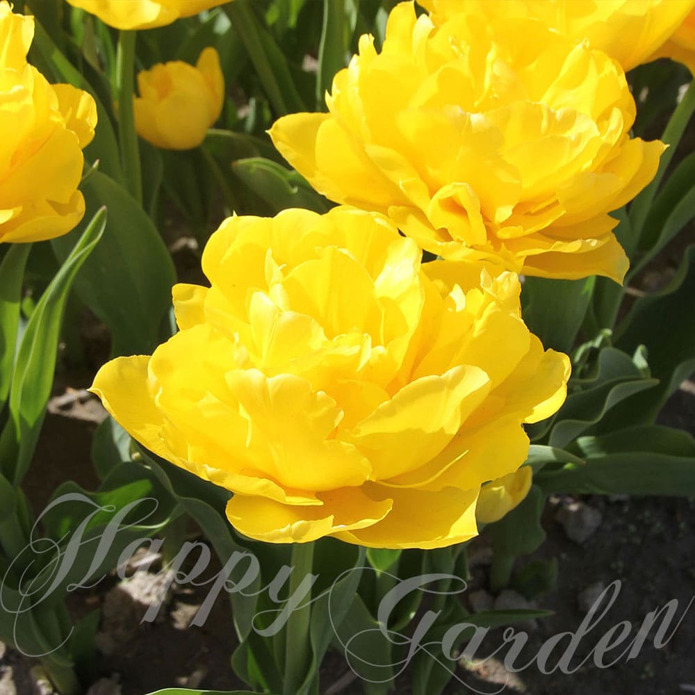 楽天市場】球根 花 八重咲き チューリップ リムジン 4球セット 黄 秋