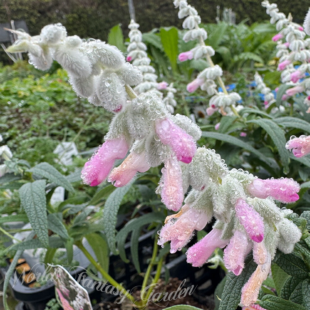 楽天市場】花苗 春 サルビア アメジストセージ レウカンサ ピンク 桃色