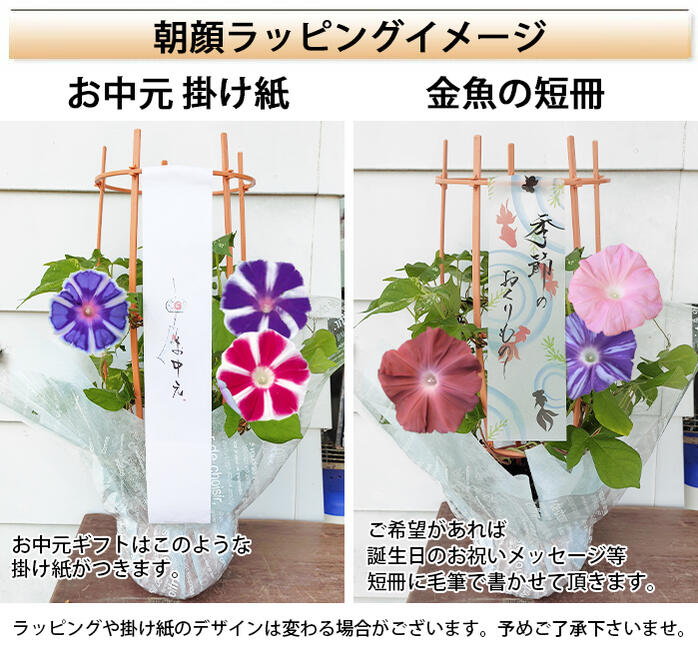 楽天市場】お中元 ギフト 花 朝顔 あさがお 曜白 朝顔 4種植え1鉢 8号