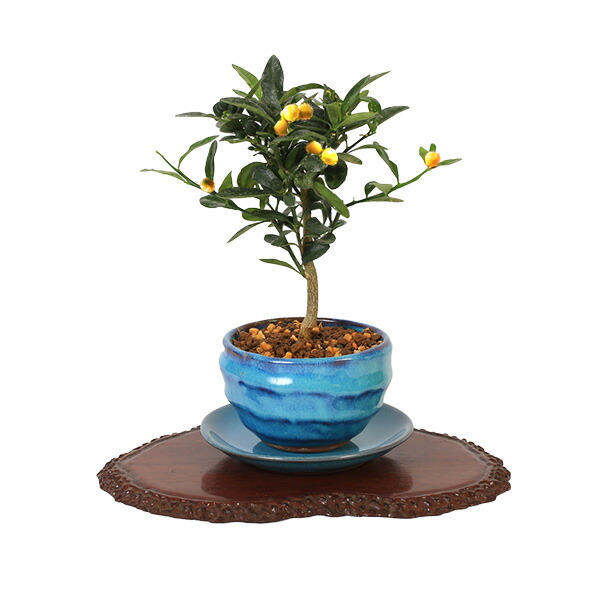 楽天市場】ミニ盆栽：きんず（金豆）*(瑠璃色変形鉢 受け皿付き)キンズ