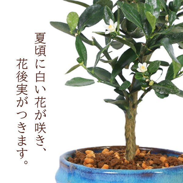 楽天市場】ミニ盆栽：きんず（金豆）*(瑠璃色変形鉢 受け皿付き)キンズ