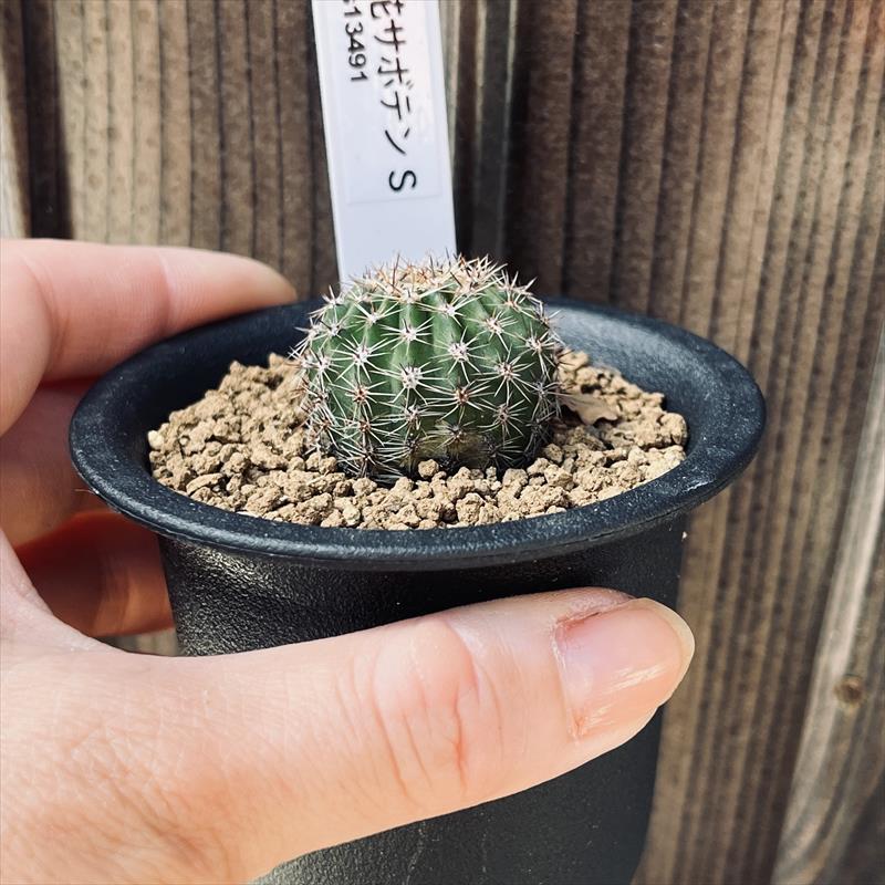 楽天市場】花サボテン*S 幅3cm : 遊恵盆栽 楽天市場店