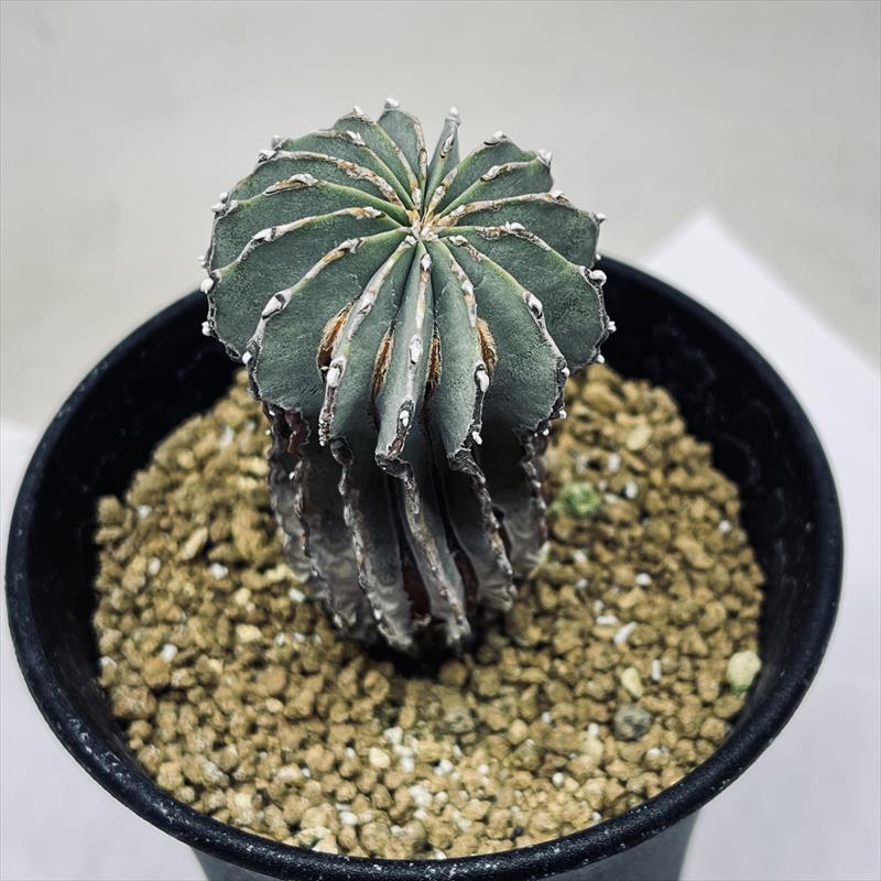 楽天市場】サボテン：ゲオヒントニア メキシカーナ 実生*幅4cm 現品