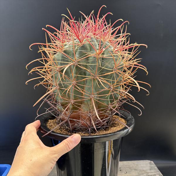 楽天市場】サボテン：フェロカクタス 刈穂玉*幅16cm 現品！一品限り