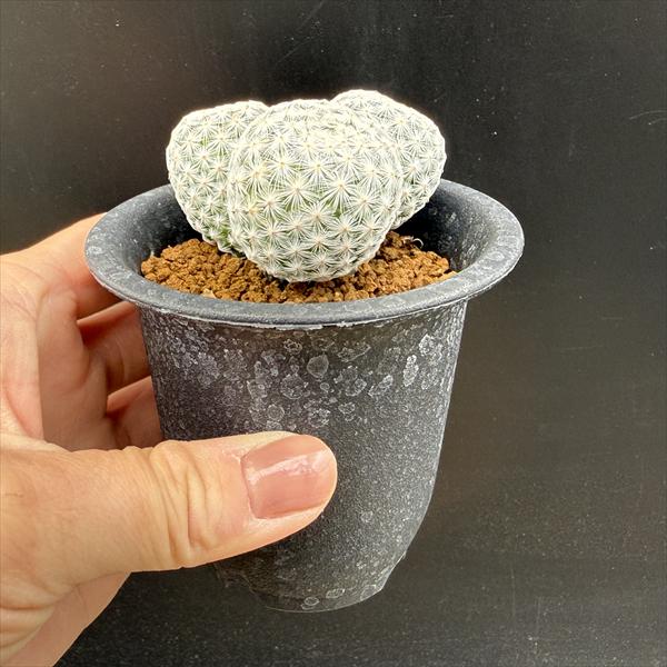 楽天市場】サボテン：マミラリア 白鳥 3頭 実生*幅4.5cm : 遊恵盆栽