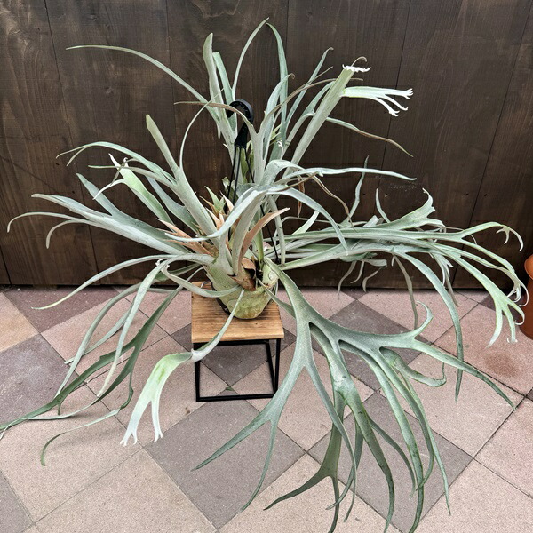 楽天市場】おしゃれ 観葉植物：ビカクシダ コウモリラン ビーチー*8号
