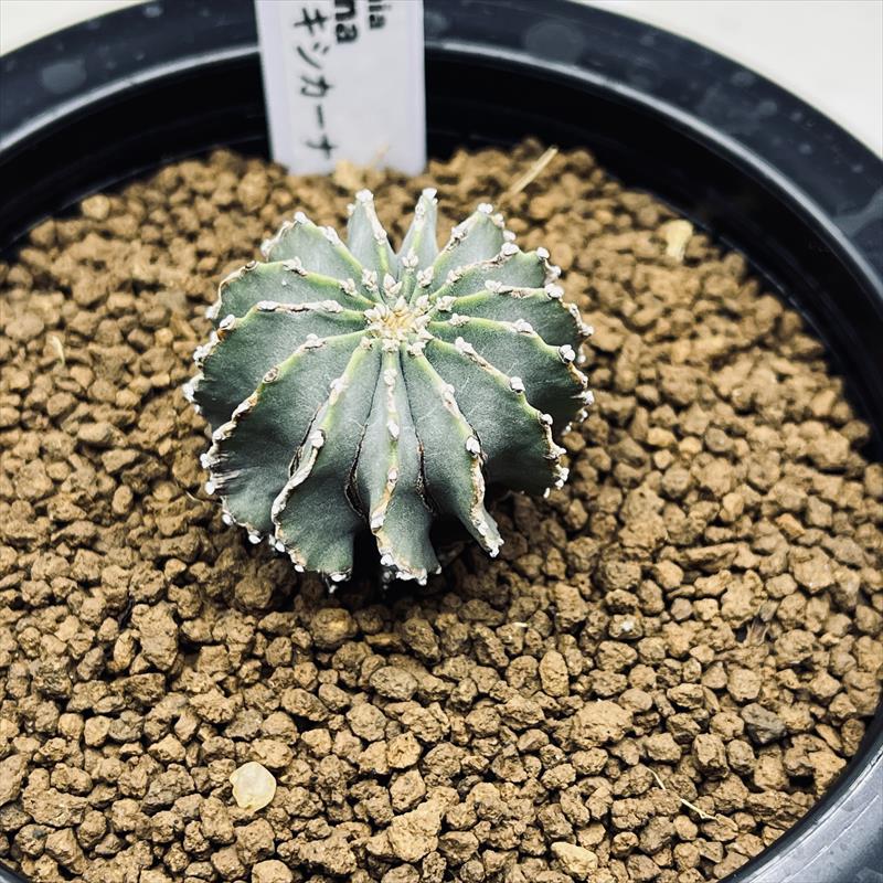 楽天市場】サボテン：ゲオヒントニア メキシカーナ 実生*幅3cm 現品