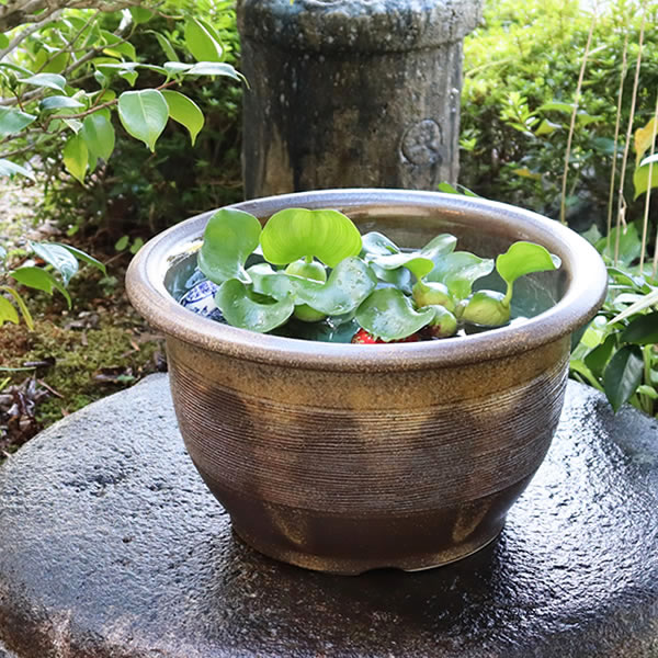 楽天市場】【38時間限定20%OFFクーポン配布中】13号窯肌クシ目水鉢