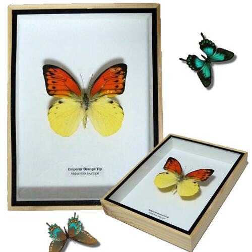 アンダマンツマベニチョウ♂♀ 標本☆アンダマン島南インド産完璧完品