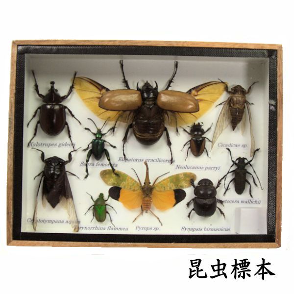 楽天市場】昆虫の標本 世界のクワガタなど 10～11匹 (小大) : まんまる