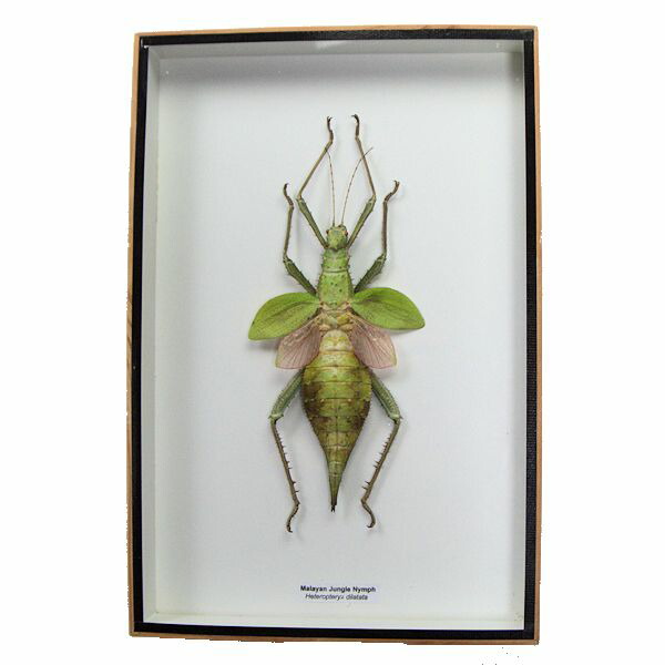 楽天市場】【宅配便送料無料】昆虫の標本 Heteropteyx dilatata サカ
