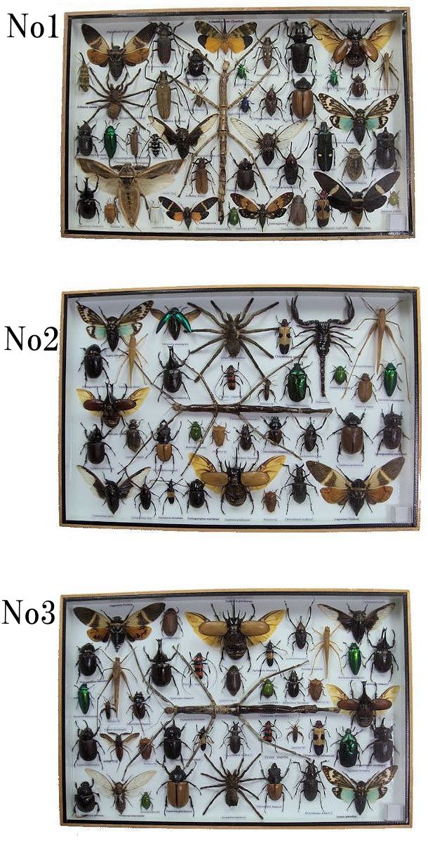 楽天市場】【宅配便送料無料】昆虫の標本 世界のクワガタなど 35〜45匹