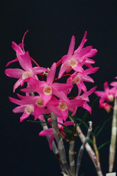 楽天市場】【石斛花物（セッコク)】赤花5種セットA : ヨネヤマ 聞香