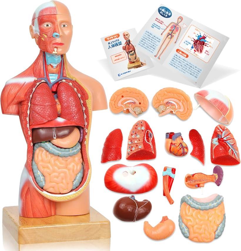 楽天市場】ソフトな質感で15分解できる卓上サイズの人体解剖模型 人体