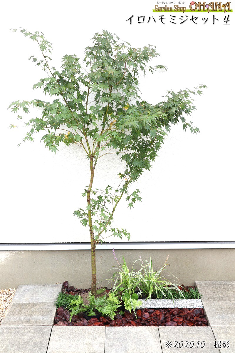 楽天市場】イロハモミジセット4 イロハモミジ(樹高約1.5m