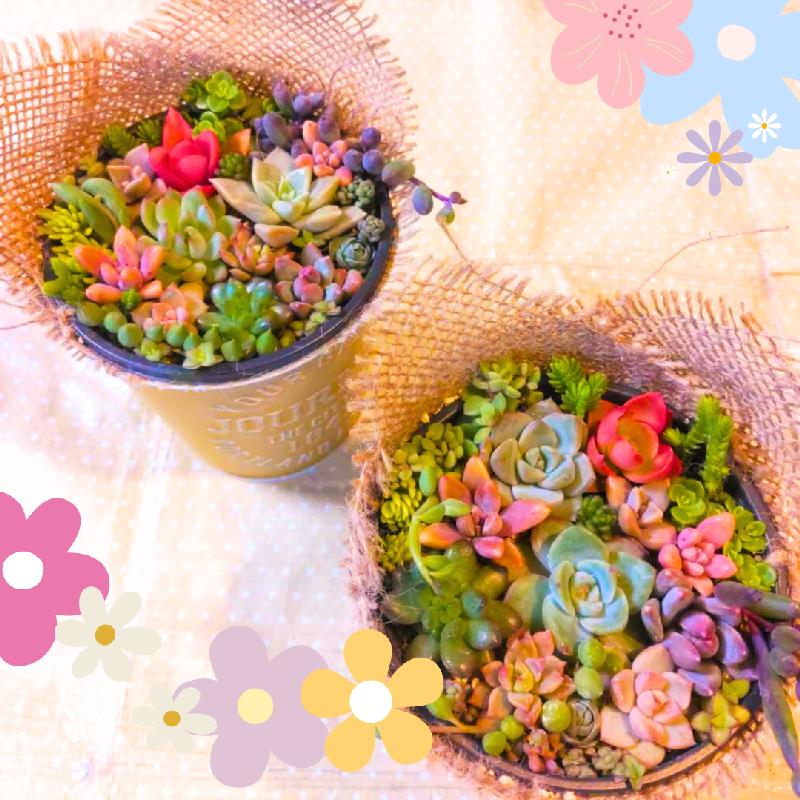 楽天市場】ギフト用 多肉植物 寄せ植えセット（鉢＆土＆麻布付き