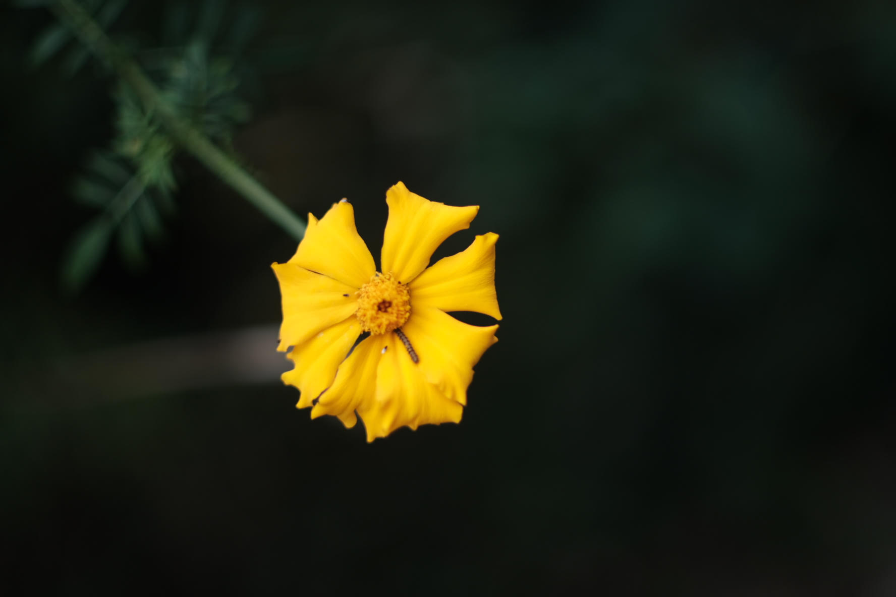 MINOLTA MC ROKKOR 58mm F1.2 レビュー | 赤城山をもっと!!