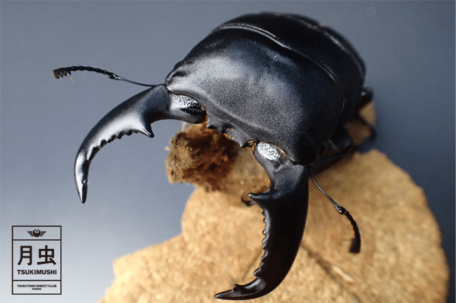 スマトラオオヒラタクワガタをご紹介｜最強のクワガタ！？太くて分厚い