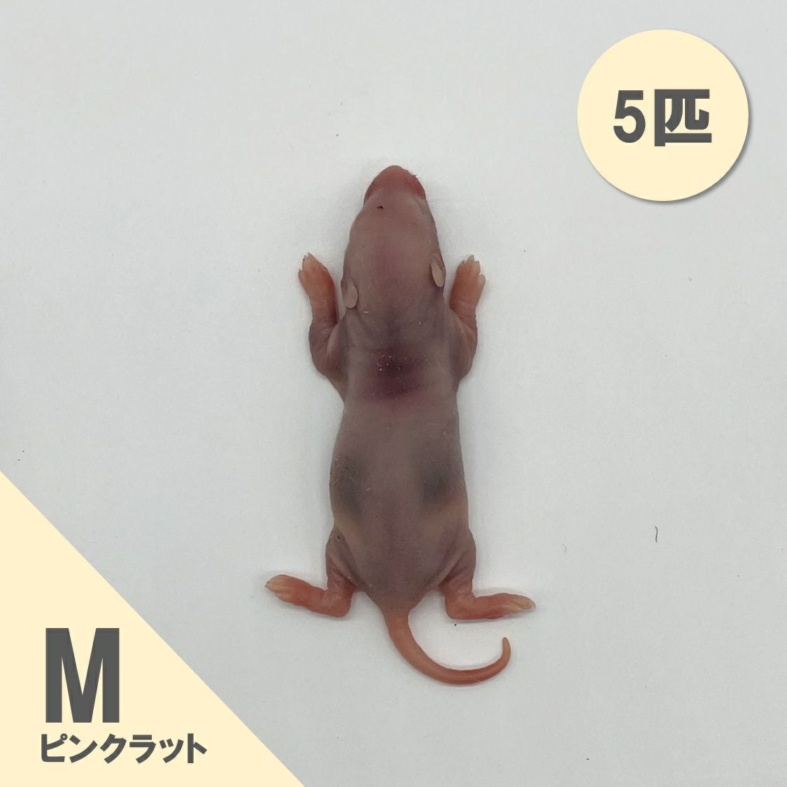 冷凍ラット | 月夜野ファームの通販