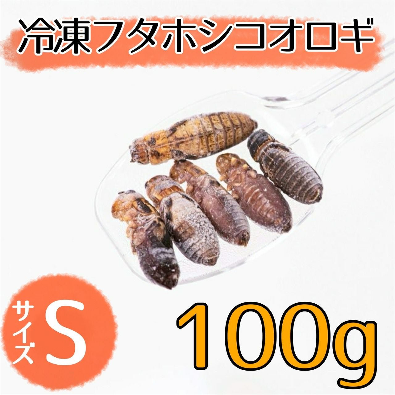 NEW【冷凍餌】フタホシコオロギ S 100g | 月夜野ファームの通販