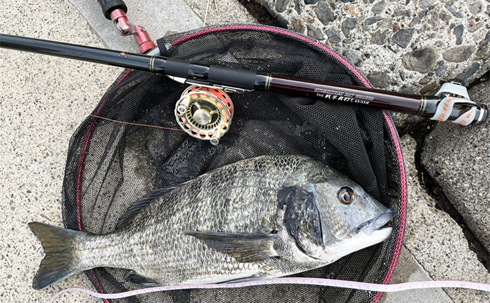 投げずに楽しむ「波止のクロダイ前打ち釣り」入門：【タックルと仕掛け