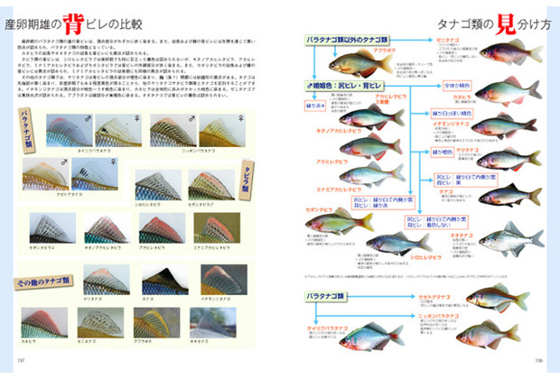 日本タナゴ釣り紀行