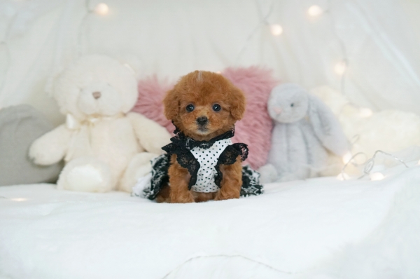 白い毛がチャームポイントのかわいいレッドの女の子＊40 | トイ