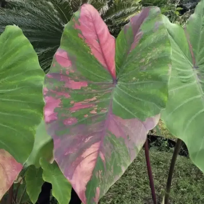 Colocasia esculenta 'First Pink' - Tropics @Home