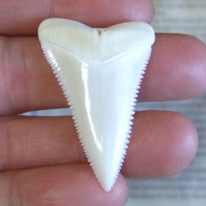 現品】サメの歯 ホホジロザメ（ホオジロザメ）の歯 上あご 4.3cm