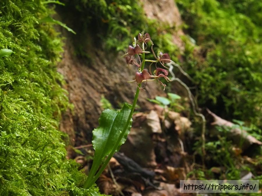 フガクスズムシソウ
